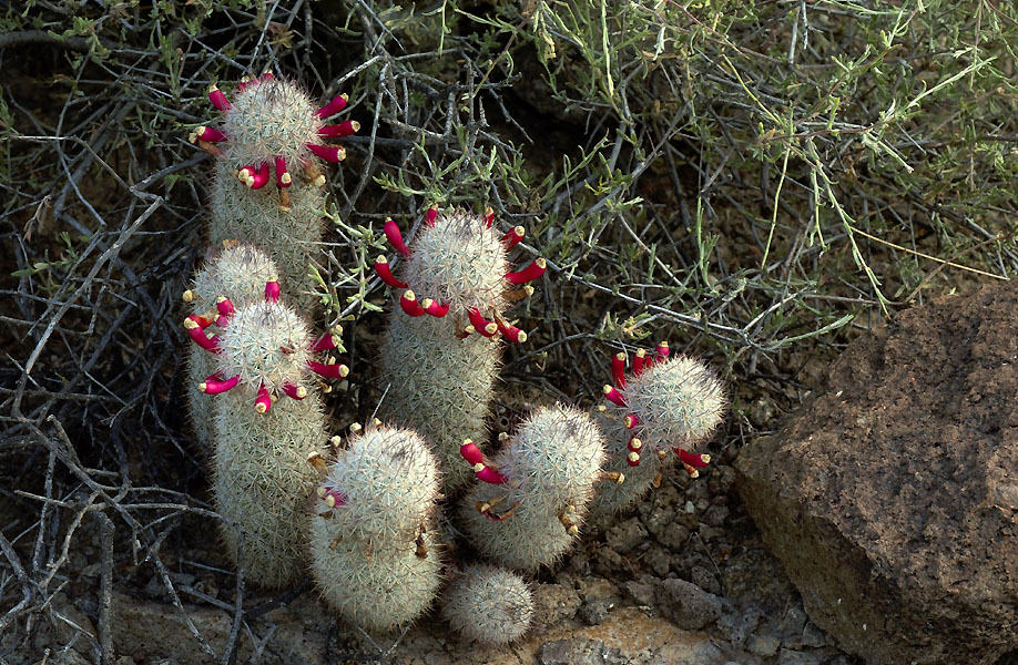 Mammillaria pottsii